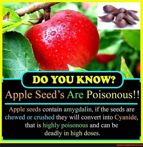 apple seeds poison|What Poison Is Contained In Apple Seeds .